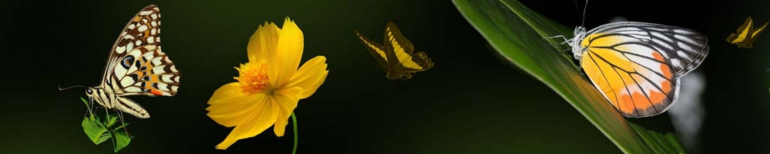 skinali 0257